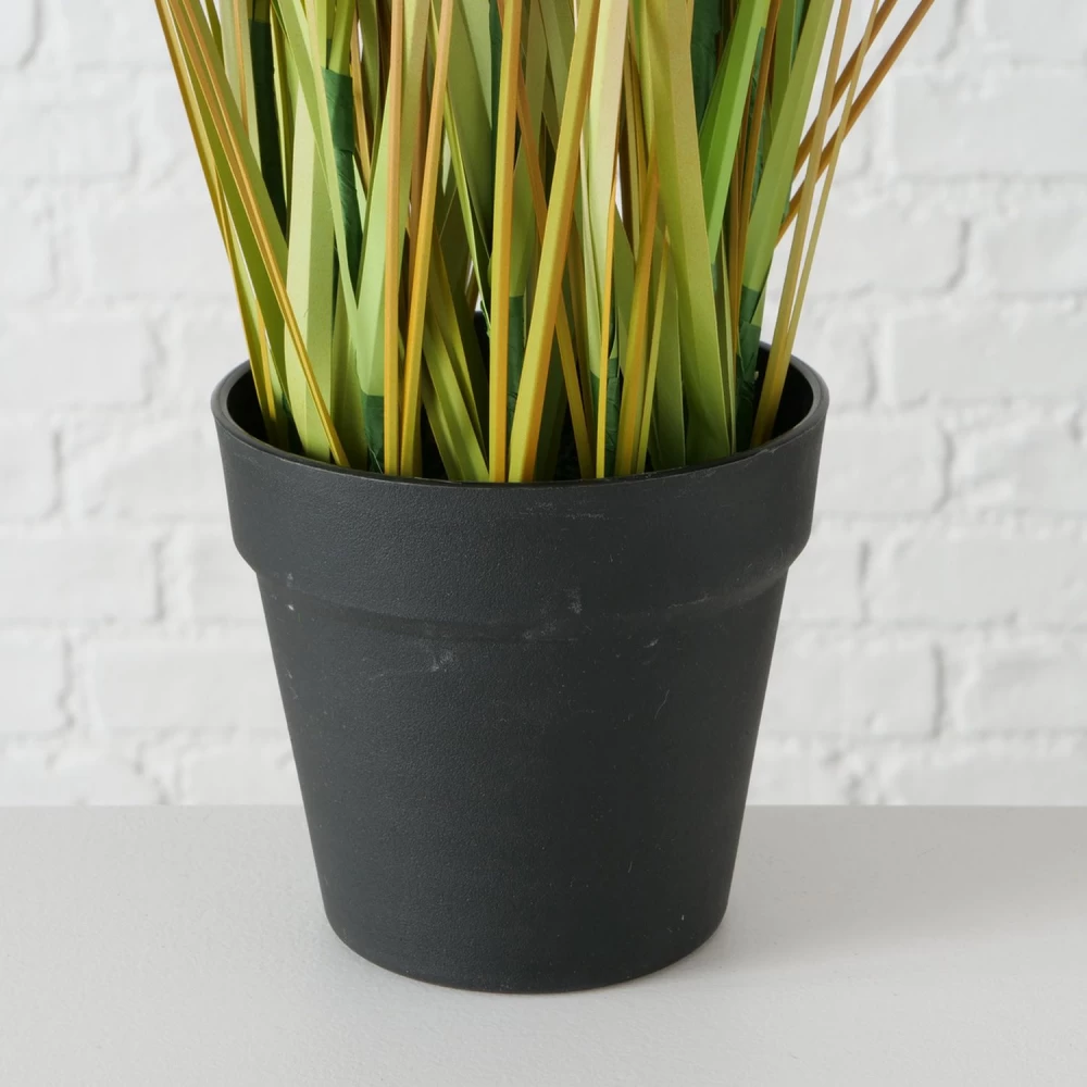 Boltze Topfpflanze "Zwiebelgras" 5 Boltze Topfpflanze "Zwiebelgras" – Bild 3