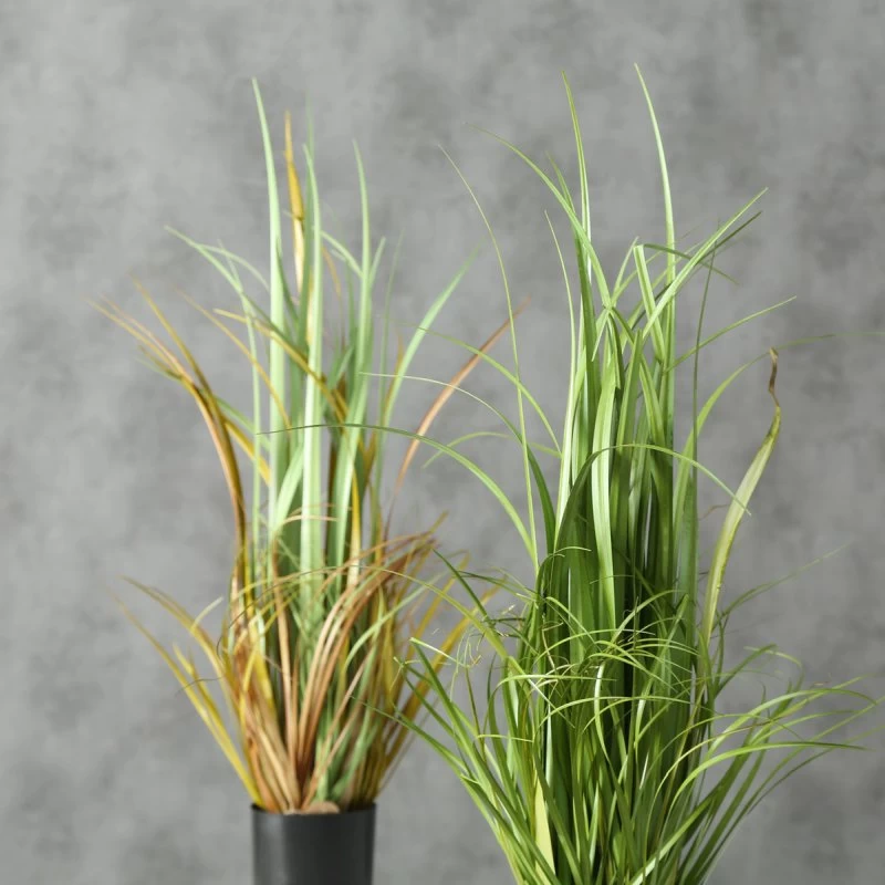 Boltze Topfpflanze 3 Boltze Topfpflanze