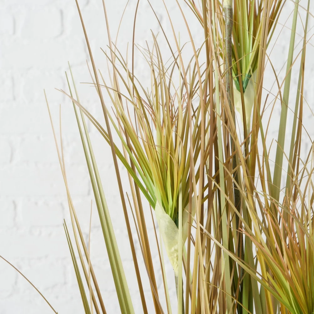 Boltze Topfpflanze "Zwiebelgras" 6 Boltze Topfpflanze "Zwiebelgras" – Bild 4